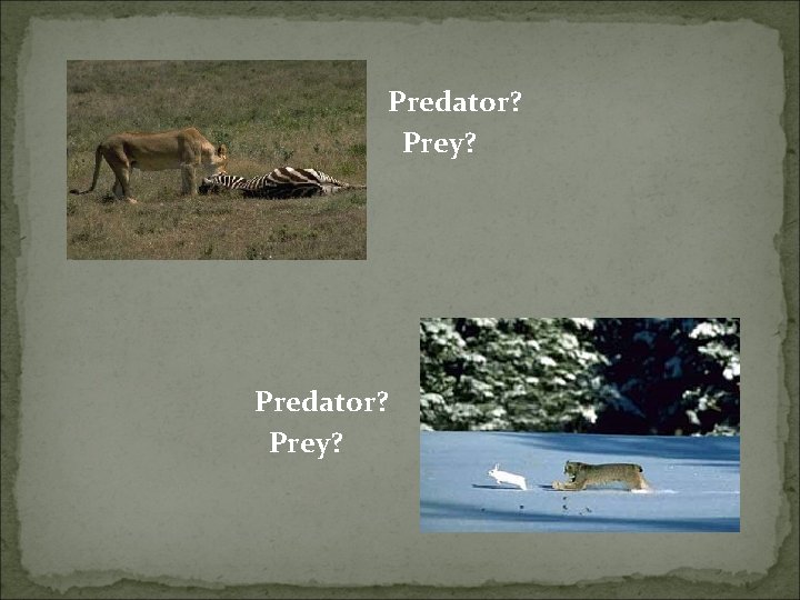 Predator? Prey? 