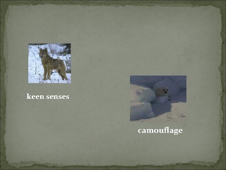 keen senses camouflage 