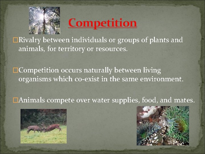 Competition �Rivalry between individuals or groups of plants and animals, for territory or resources.