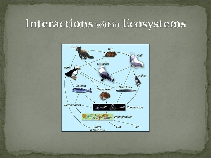 Interactions within Ecosystems 
