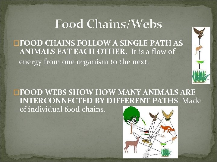 Food Chains/Webs �FOOD CHAINS FOLLOW A SINGLE PATH AS ANIMALS EAT EACH OTHER. It