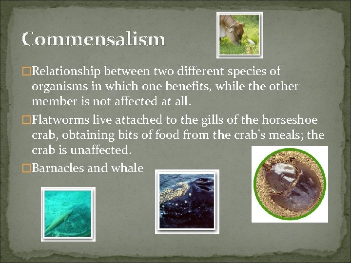 Commensalism �Relationship between two different species of organisms in which one benefits, while the
