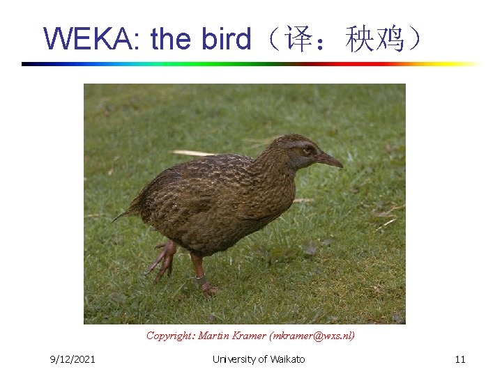WEKA: the bird（译：秧鸡） Copyright: Martin Kramer (mkramer@wxs. nl) 9/12/2021 University of Waikato 11 