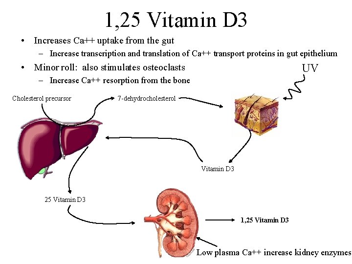 1, 25 Vitamin D 3 • Increases Ca++ uptake from the gut – Increase