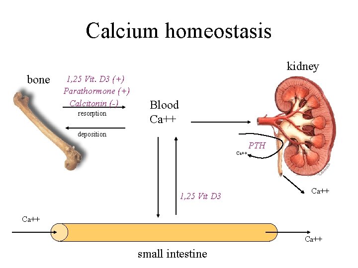 Calcium homeostasis kidney bone 1, 25 Vit. D 3 (+) Parathormone (+) Calcitonin (-)