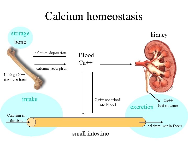 Calcium homeostasis storage bone kidney calcium deposition calcium resorption Blood Ca++ 1000 g Ca++
