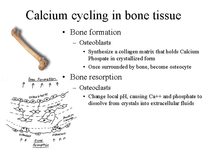 Calcium cycling in bone tissue • Bone formation – Osteoblasts • Synthesize a collagen