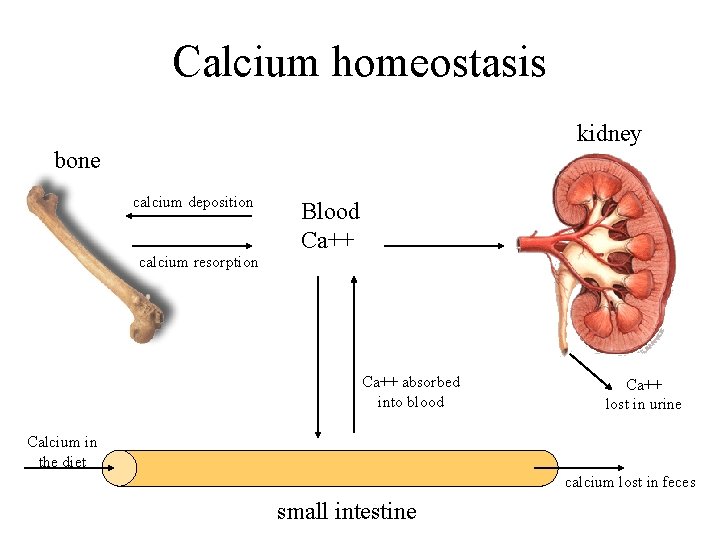 Calcium homeostasis kidney bone calcium deposition calcium resorption Blood Ca++ absorbed into blood Ca++