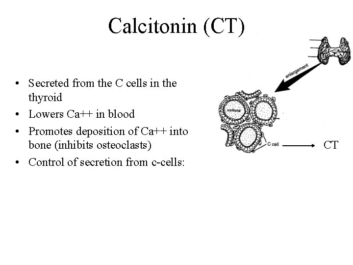 Calcitonin (CT) • Secreted from the C cells in the thyroid • Lowers Ca++