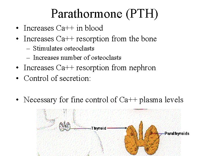 Parathormone (PTH) • Increases Ca++ in blood • Increases Ca++ resorption from the bone