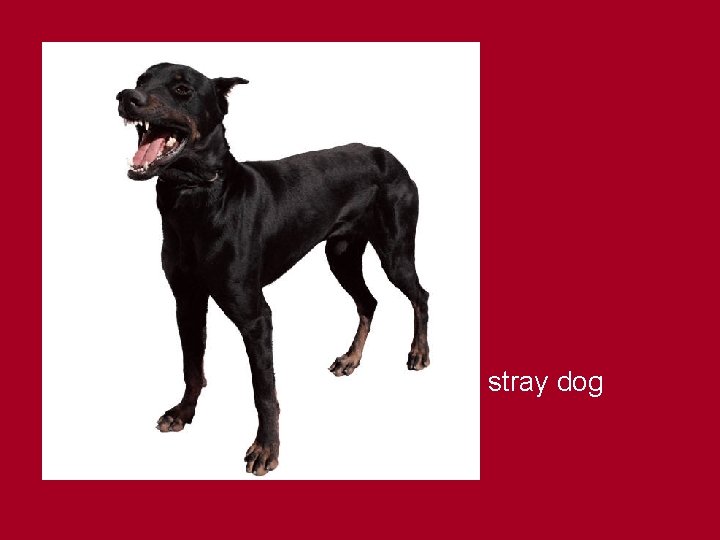 stray dog 