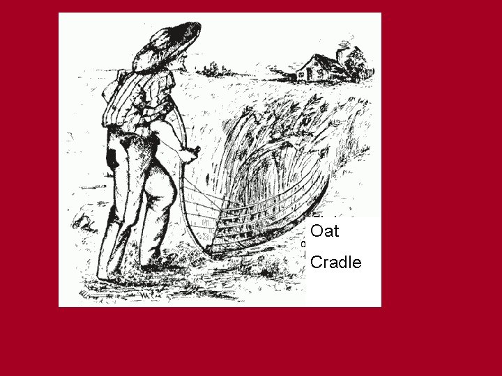 Oat Cradle 