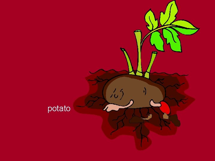 potato 