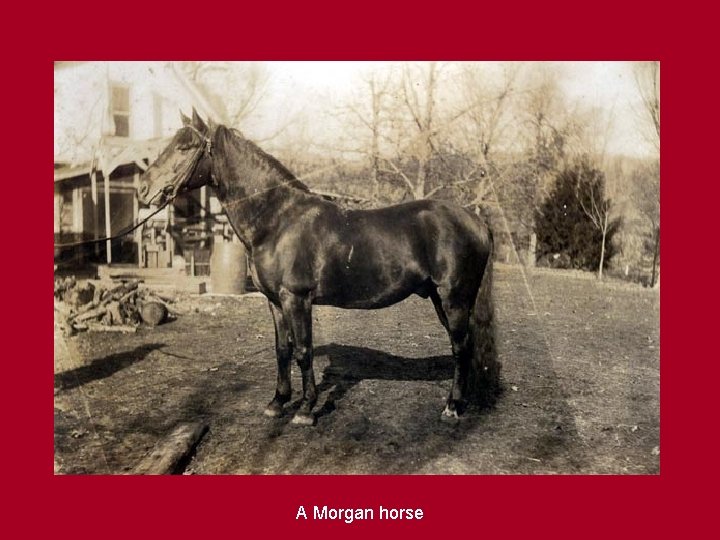 A Morgan horse 