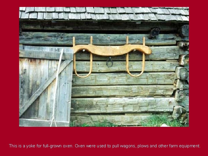 This is a yoke for full-grown oxen. Oxen were used to pull wagons, plows