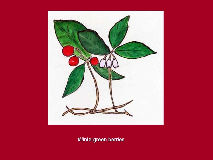 Wintergreen berries 