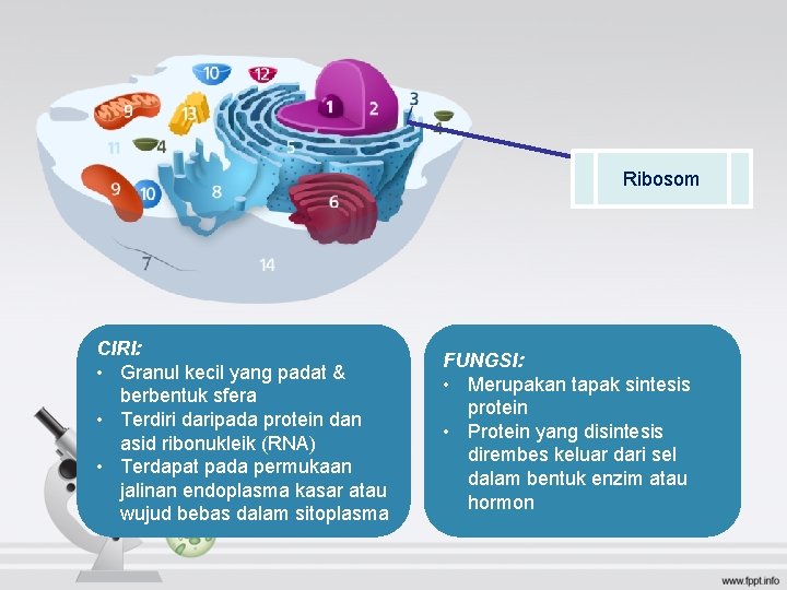 Ribosom CIRI: • Granul kecil yang padat & berbentuk sfera • Terdiri daripada protein