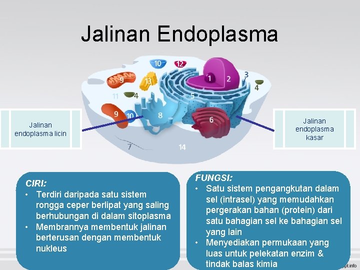 Jalinan Endoplasma Jalinan endoplasma licin CIRI: • Terdiri daripada satu sistem rongga ceper berlipat