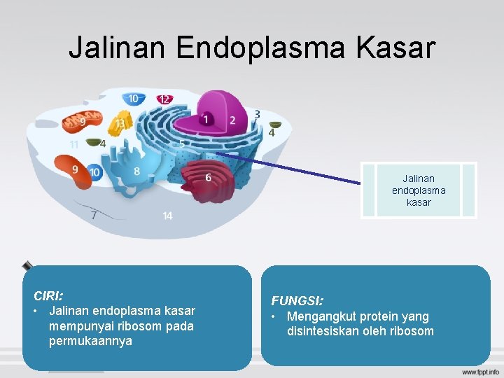 Jalinan Endoplasma Kasar Jalinan endoplasma kasar CIRI: • Jalinan endoplasma kasar mempunyai ribosom pada