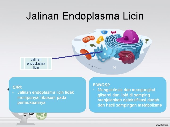 Jalinan Endoplasma Licin Jalinan endoplasma licin CIRI: • Jalinan endoplasma licin tidak mempunyai ribosom