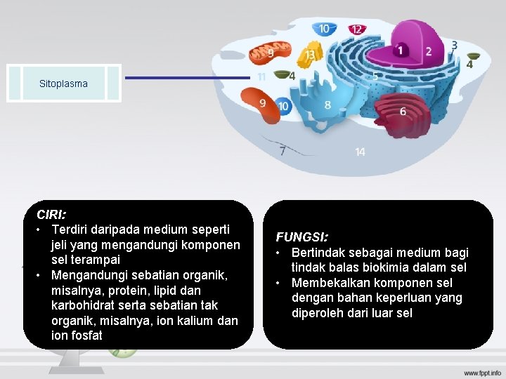 Sitoplasma CIRI: • Terdiri daripada medium seperti jeli yang mengandungi komponen sel terampai •