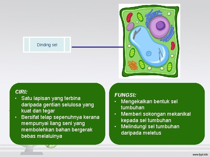 Dinding sel CIRI: • Satu lapisan yang terbina daripada gentian selulosa yang kuat dan