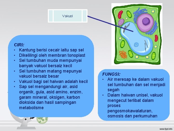 Vakuol CIRI: • Kantung berisi cecair iaitu sap sel • Dikelilingi oleh membran tonoplast