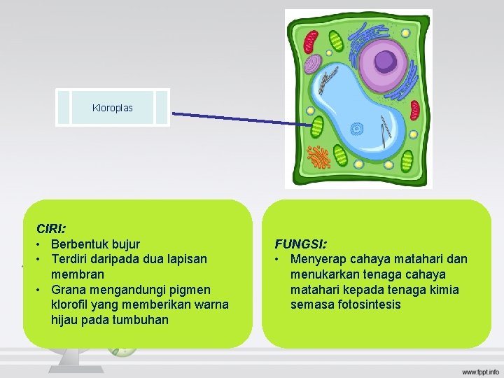 Kloroplas CIRI: • Berbentuk bujur • Terdiri daripada dua lapisan membran • Grana mengandungi