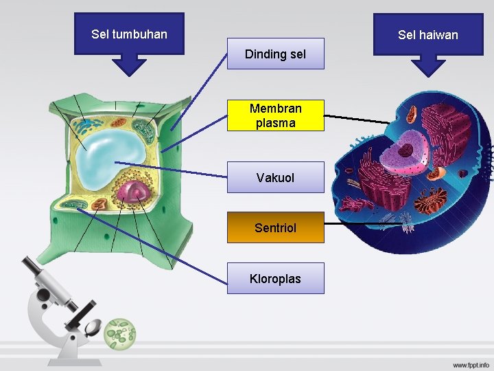 Sel tumbuhan Sel haiwan Dinding sel Membran plasma Vakuol Sentriol Kloroplas 