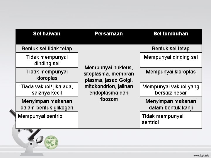 Sel haiwan Persamaan Sel tumbuhan Bentuk sel tidak tetap Bentuk sel tetap Tidak mempunyai