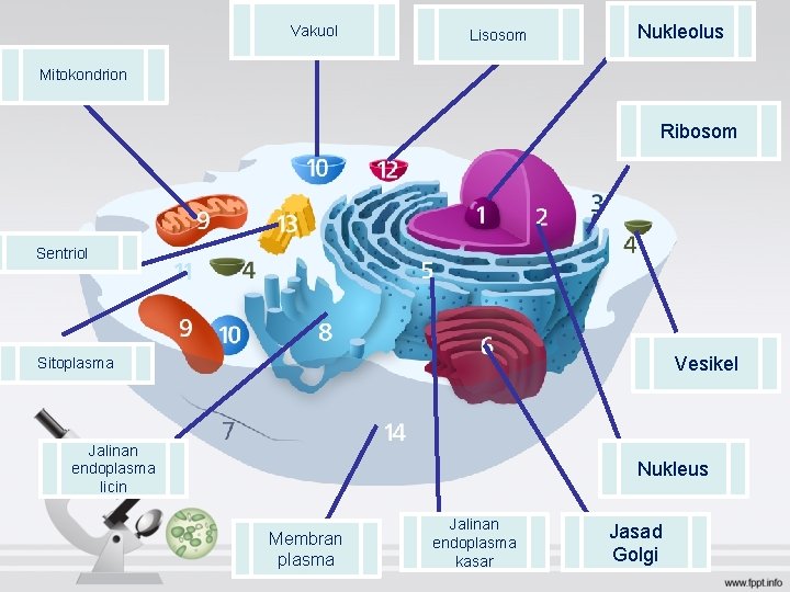 Vakuol Lisosom Nukleolus Mitokondrion Ribosom Sentriol Vesikel Sitoplasma Jalinan endoplasma licin Nukleus Membran plasma