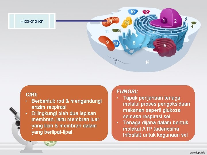 Mitokondrion CIRI: • Berbentuk rod & mengandungi enzim respirasi • Dilingkungi oleh dua lapisan