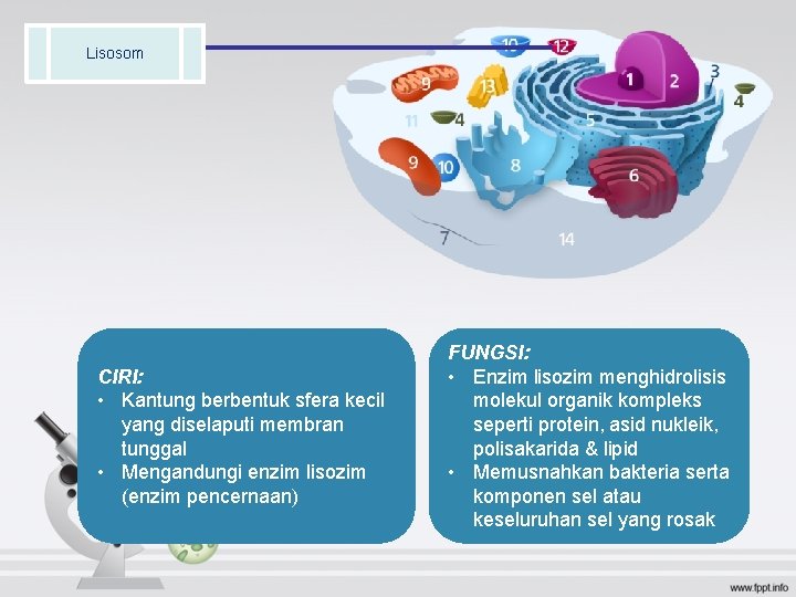 Lisosom CIRI: • Kantung berbentuk sfera kecil yang diselaputi membran tunggal • Mengandungi enzim