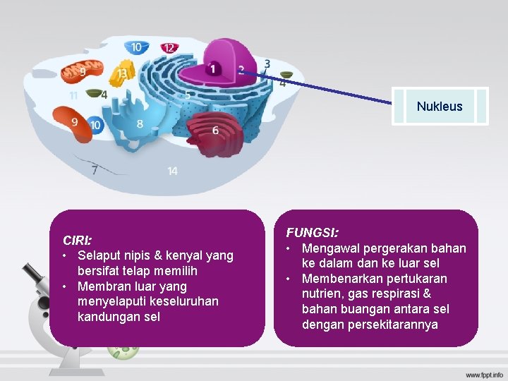 Nukleus CIRI: • Selaput nipis & kenyal yang bersifat telap memilih • Membran luar