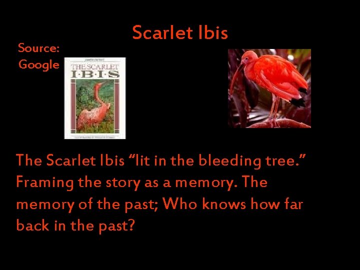 Source: Google Scarlet Ibis The Scarlet Ibis “lit in the bleeding tree. ” Framing
