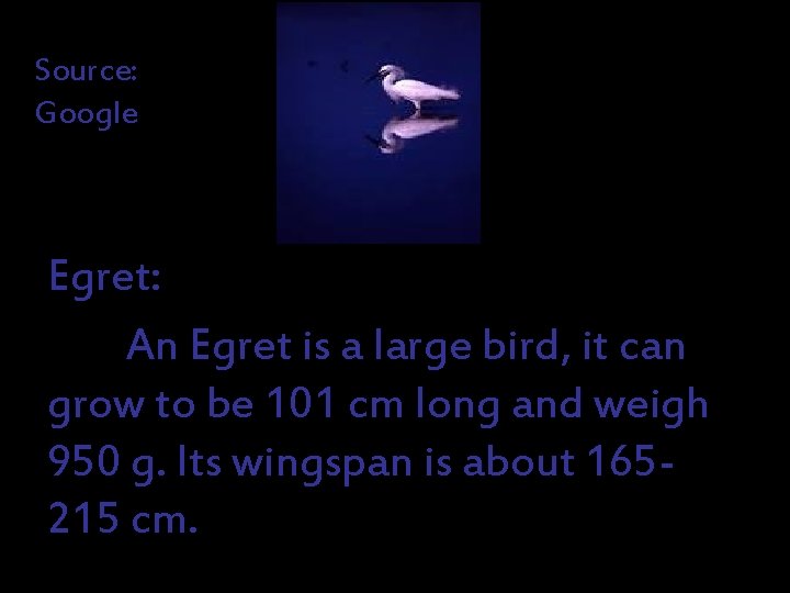 Source: Google Egret: An Egret is a large bird, it can grow to be