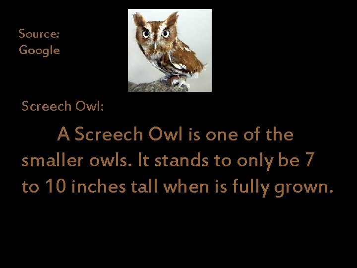 Source: Google Screech Owl: A Screech Owl is one of the smaller owls. It