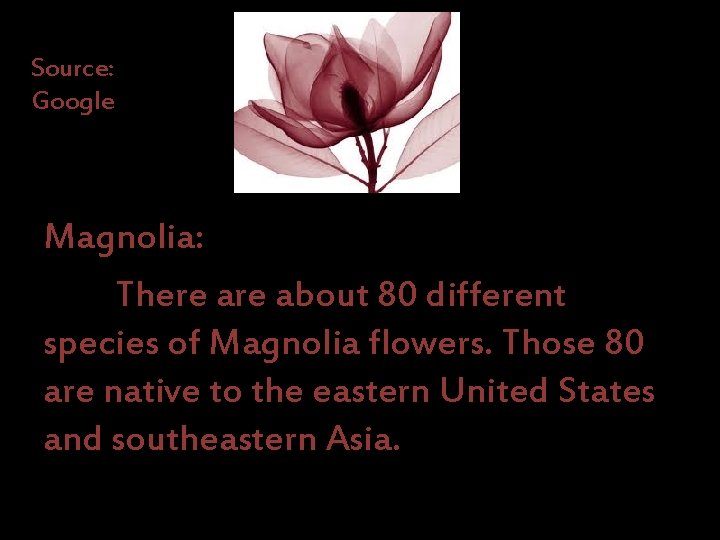 Source: Google Magnolia: There about 80 different species of Magnolia flowers. Those 80 are
