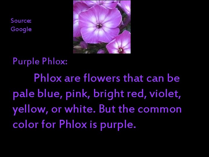 Source: Google Purple Phlox: Phlox are flowers that can be pale blue, pink, bright