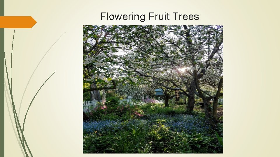 Flowering Fruit Trees 