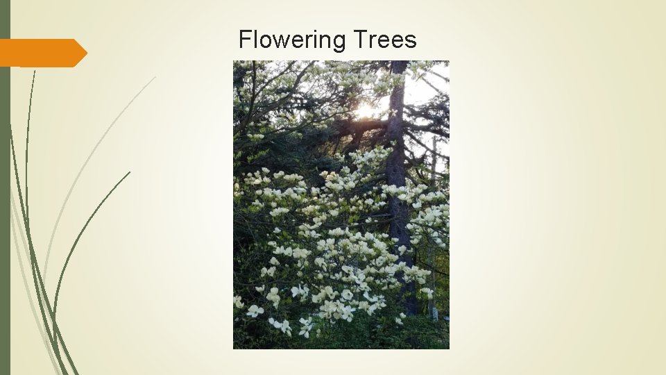 Flowering Trees 