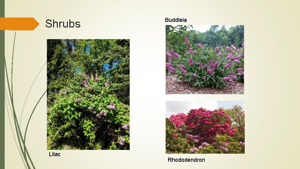 Shrubs Lilac Buddleia Rhododendron 