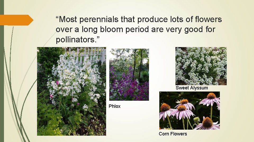 “Most perennials that produce lots of flowers over a long bloom period are very
