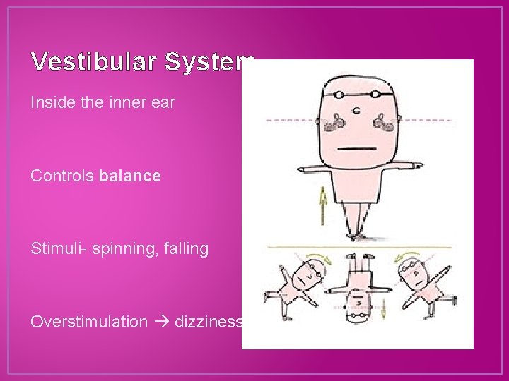 Vestibular System Inside the inner ear Controls balance Stimuli- spinning, falling Overstimulation dizziness 