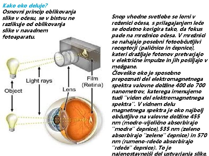 Kako oko deluje? Osnovni princip oblikovanja slike v očesu, se v bistvu ne razlikuje