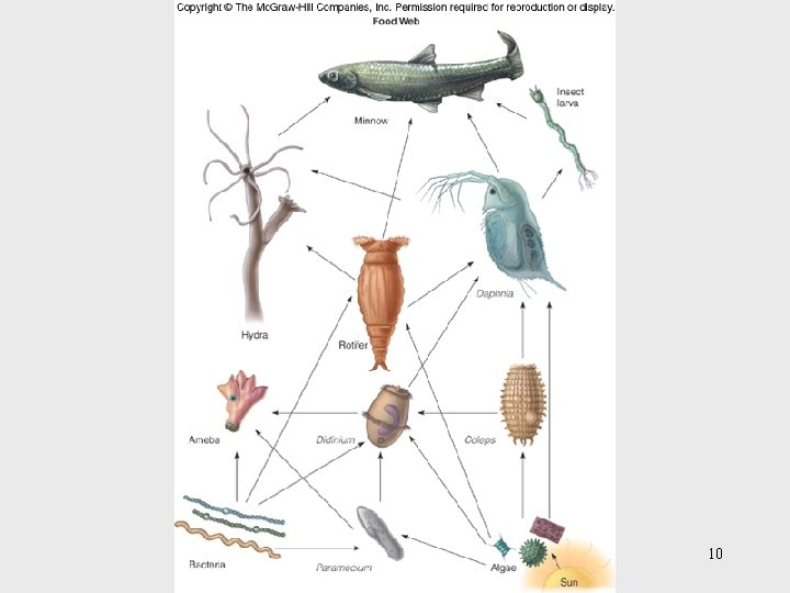 Insert figure 26. 5 Food web 10 