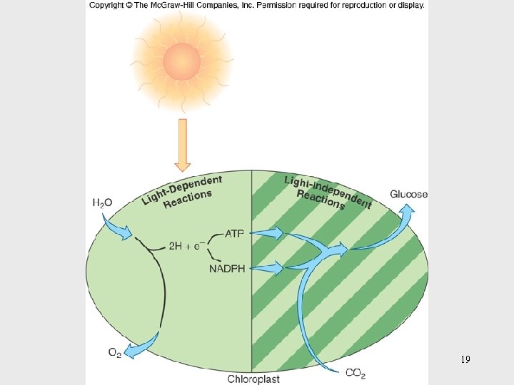 Insert figure 26. 7 Overview of photosynthesis 19 