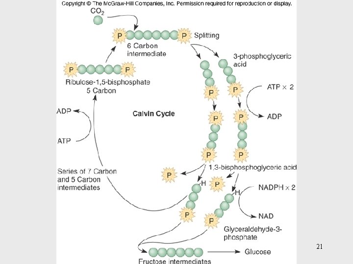 Insert figure 26. 9 Calvin cycle 21 