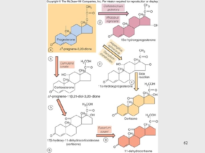 Insert figure 26. 36 biotransformation 62 