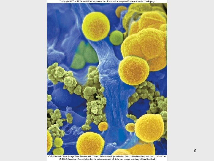 Insert Table 26. 1 Roles of microorganisms 8 